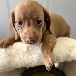 Dachshunds and Pembroke Welsh Corgis from Jodi Cloutier