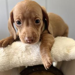 Dachshunds and Pembroke Welsh Corgis from Jodi Cloutier