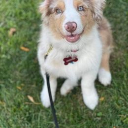 Australian Shepherd Puppies from TK Australian Shepherds