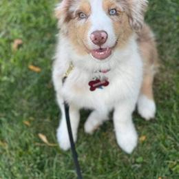 Australian Shepherd Puppies from TK Australian Shepherds