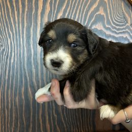 Lyra: Girl 5 Black-Tri - Australian Shepherd puppy from Magpie Springs Australian Shepherds