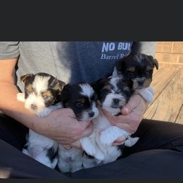Biewer Terrier Puppies from Double Heart’s Biewers