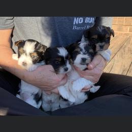 Biewer Terrier Puppies from Double Heart’s Biewers