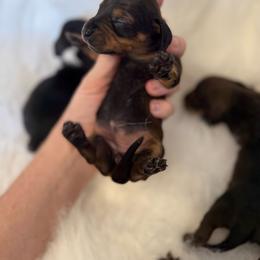 Girl 2 - Sable female Dachshund puppy in Montrose, Michigan from Livy’s Doodles