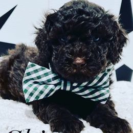 Goldendoodles from Dapper Doodles