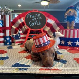 Bella - Fawn (isabella) and cream female Dachshund puppy in Hudson, Michigan from Mittentail Kennel Miniature Dachshunds & Australian Shepherds