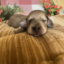 Bubs - Cream male Dachshund puppy in Perryville, Maryland from Heavenly Heritage Dachshunds and Doods