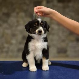 Kanga - Black tri female Miniature American Shepherd puppy in Tremonton, Utah from Azure Sky Minis