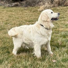 Cheyenne - Golden Retriever