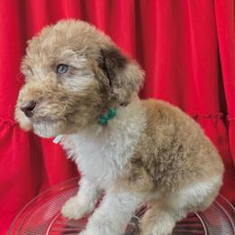 Cobbler - Merle male Labradoodle puppy in Candler, North Carolina from Maple Bakin’ Doodles