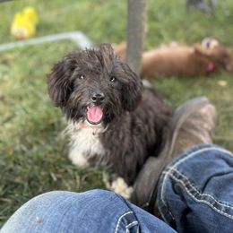 Aussiedoodle, Miniature Australian Shepherd, Poodle, and Toy Australian Shepherd Puppies from Mowry Creek Mini Aussiedoodles and More