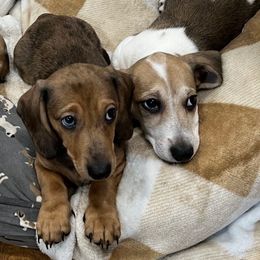 Dark dapple - Dapple male Dachshund puppy in Charlotte County, Florida from Doxie Den