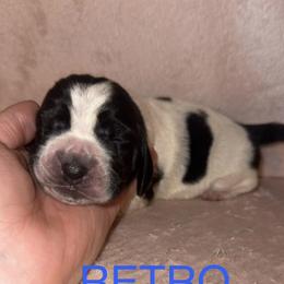 RETRO - Black and white male Basset Hound puppy in Letcher, Kentucky from Hackers Appalachian Basset Hounds