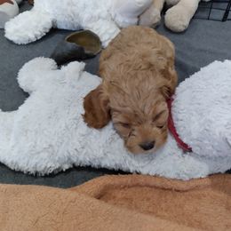 Cavapoo Puppies from Prince Pups