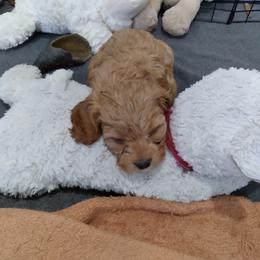 Cavapoo Puppies from Prince Pups