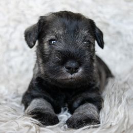 Polly Pocket - Salt and pepper female Miniature Schnauzer puppy in Folkston, Georgia from Poplar Creek Miniature Schnauzers