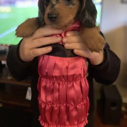 Dachshund Puppies from CC and J Dachshunds