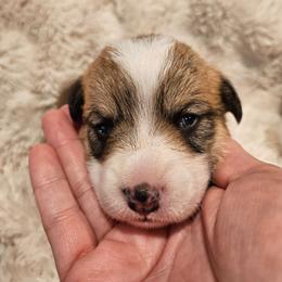 Boy 1 Dewey - Red male Pembroke Welsh Corgi puppy in Corvallis, Montana from Montana Corgi Corral