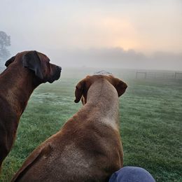Rhodesian Ridgeback Puppies from Raven’s Ridgebacks