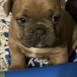 Boston Terrier and French Bulldog Puppies from High Plains
