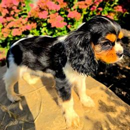 Codorus - Tri-color female Cavalier King Charles Spaniel puppy in Watsontown, Pennsylvania from Huntsman Cavaliers