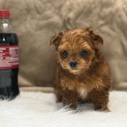 Razor - Sable male Yorkipoo puppy in Oakland, Kentucky from Imperial Dogs