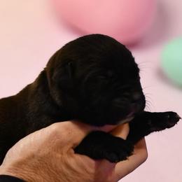 Apex (Purple) - Black male Boerboel puppy in Delta, Colorado from SATA Kennels