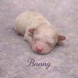 Bunny - Buff female Cockapoo puppy in Connersville, Indiana from MoonShine Babies