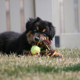 Australian Shepherd, Miniature American Shepherd, Miniature Australian Shepherd, and Toy Australian Shepherd Puppies from Painted Blue Aussies
