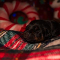 Beauceron Puppies from Beaucerons Des Vents