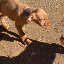 Wirehaired Vizsla Puppies from FREDA KIRTLEY
