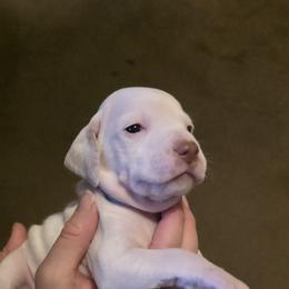 Frost - Fawn male Braque du Bourbonnais puppy in Deer Lodge, Tennessee from Steady Wind Braque du Bourbonnais Pointers
