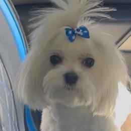 Bunny - Maltese
