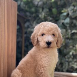 Girl 1 - Cream Poodle puppy in Atlanta, Georgia from KAI Kennels