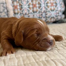 Miramar - Red male Cavapoo puppy in Beckley, West Virginia from By Design Doodles