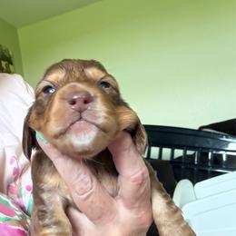 Chocolate and Cream - Chocolate and cream female Dachshund puppy in Swanton, Ohio from Mighty But Mini Dachshunds