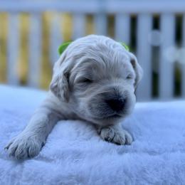 Boy 8 - male Goldendoodle puppy in Rainier, Oregon from Beaver Springs Puppies