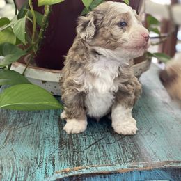 Maverick - Red merle Aussiedoodle puppy in Albertville, Alabama from Home Sweet Home Doodles LLC