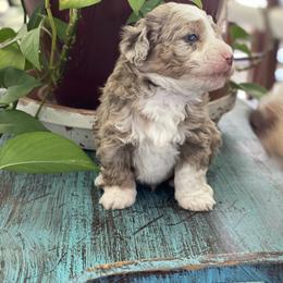 Maverick - Red merle Aussiedoodle puppy in Albertville, Alabama from Home Sweet Home Doodles LLC