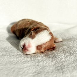 Pup 2 - Red male Maltipoo puppy in Vancouver, Washington from PNWdoodles
