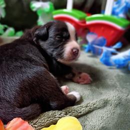 Waylon - Black tri-color male Australian Shepherd puppy in Okeechobee, Florida from Rothsolid Aussies