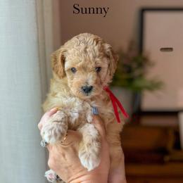 Sunny - Apricot male Goldendoodle puppy in Benton, Arkansas from Cozy Creek Doodles