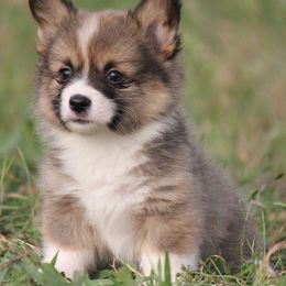 American Corgi, French Bulldog, and Pembroke Welsh Corgi Puppies from Moonstone Corgis & Frenchies