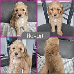 Havarti - Red female Cockapoo puppy in Zanesville, Ohio from Southtown Doodles LLC