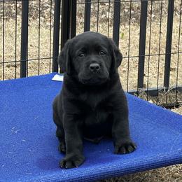 Red boy - Black male Labrador Retriever puppy in Melissa, Texas from Westport Labradors