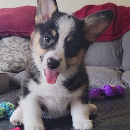 American Corgis and Pembroke Welsh Corgis from Wild Goose Corgis