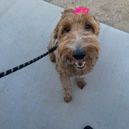Daisy - Goldendoodle