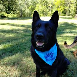 Bran - Black male German Shepherd puppy in Pine Bush, New York from Ahnenwätcher GSD