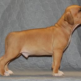 Male 3 - Red male American Staffordshire Terrier puppy in Ninety Six, South Carolina from Emerald Creek Kennel
