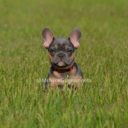 "fat boy 11 weeks" French Bulldog Puppies from Mr Nice Guy Kennels
